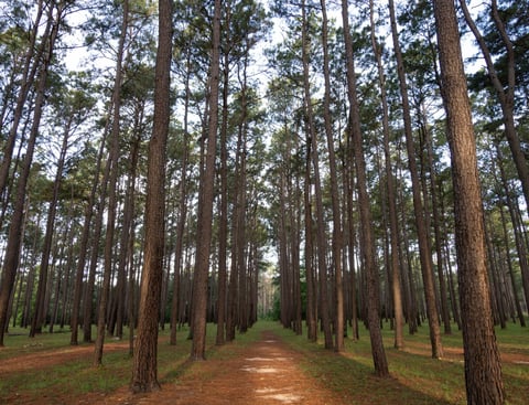 Rows of loblolly pines along a sunlit nature trail in East Texas, morning light filtering through trees